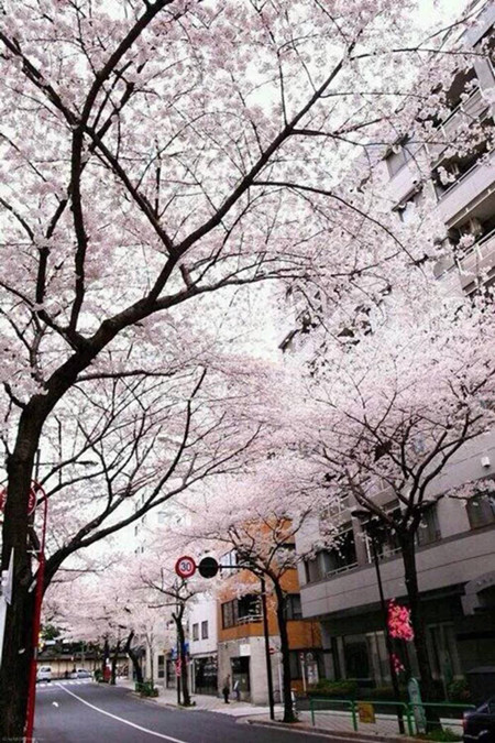 樱花树 樱花树