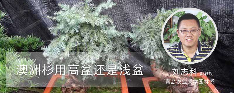 澳洲杉用高盆还是浅盆 澳洲杉用高盆还是浅盆