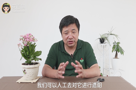 长寿花 长寿花