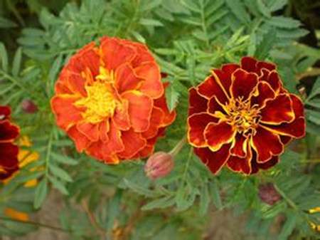 孔雀草的花语 孔雀草的花语