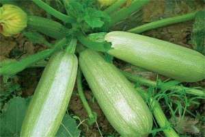 大棚西葫芦栽培要点