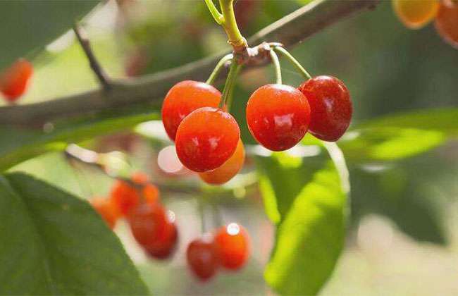 八仙红樱桃苗种植方法 八仙红樱桃苗种植方法