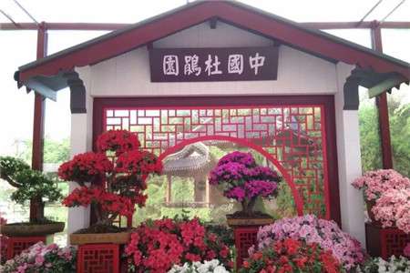 杜鹃花 杜鹃花