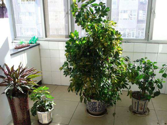 鸭脚木捆扎 鸭脚木捆扎