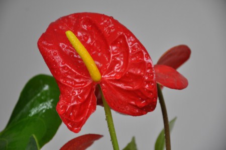 红掌 红掌