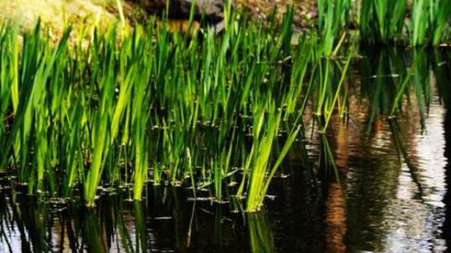 菖蒲可以水培吗 菖蒲可以水培吗