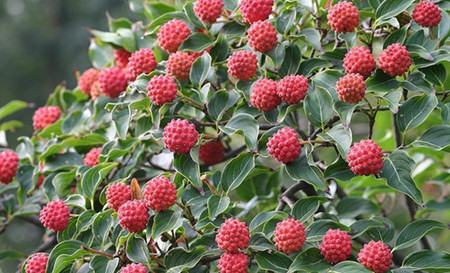 头状四照花 头状四照花