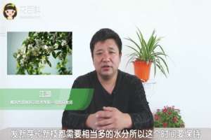 茉莉怎么浇水