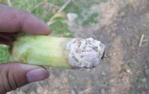 怎样防治西葫芦菌核病