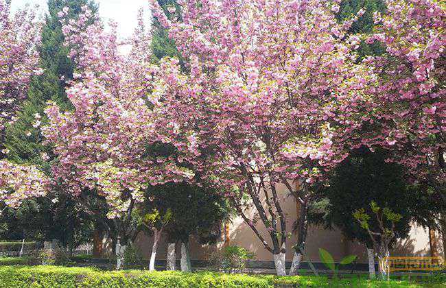 日本早樱什么时候开花? 日本早樱什么时候开花?