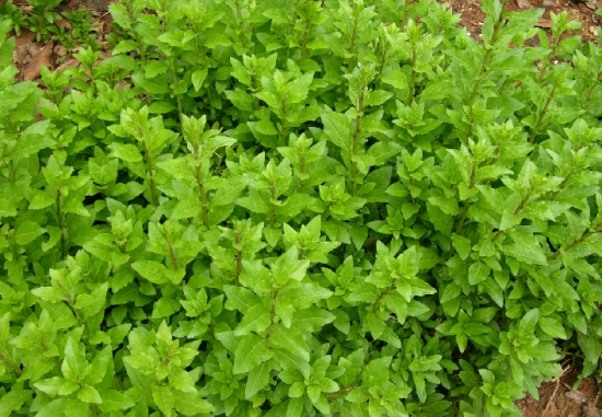 绿油油的菜用枸杞 绿油油的菜用枸杞