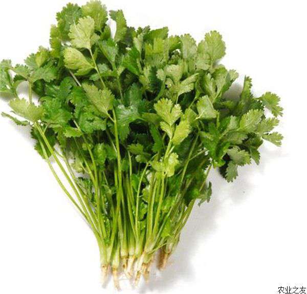 夏种香菜的技巧