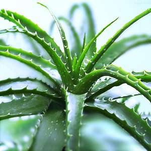 芦荟盆栽 芦荟盆栽