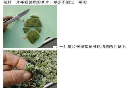 星球嫁接第一步:原材料准备 星球嫁接第一步:原材料准备