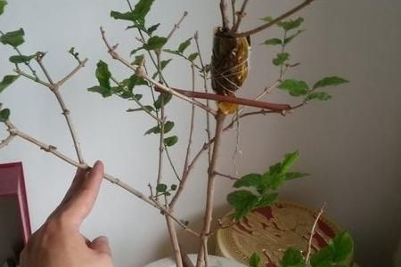 茉莉花 茉莉花