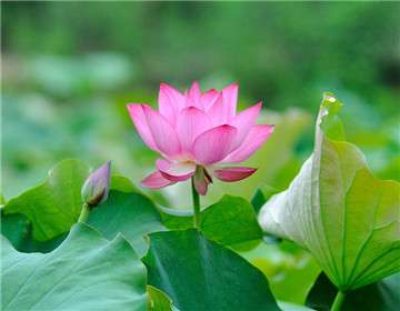 荷花