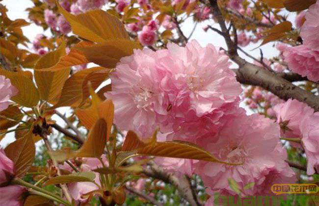 日本早樱什么时候开花? 日本早樱什么时候开花?