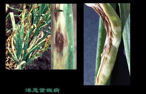 如何防治洋葱紫斑病？洋葱紫斑病的防治_洋葱紫斑病
