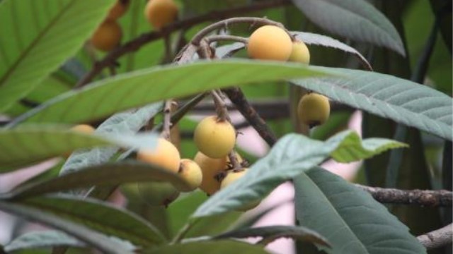 枇杷树怎么种植 枇杷树怎么种植