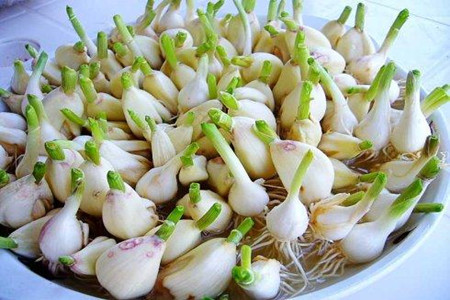 大蒜 大蒜