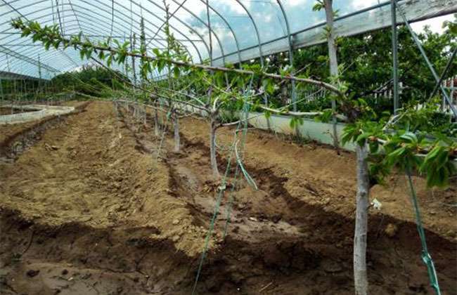 八仙红樱桃苗种植方法 八仙红樱桃苗种植方法