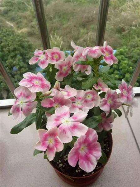 长春花 长春花