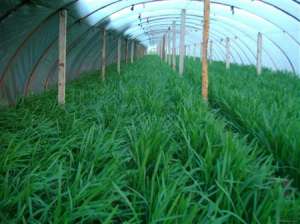 韭菜种植：秋冬怎么种植大棚韭菜？