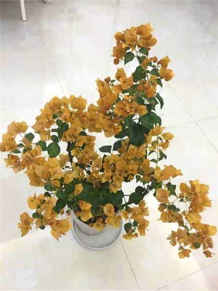 三角梅 三角梅