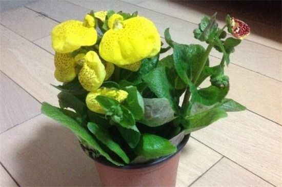 冬季适合养什么花耐寒,盘点十大最耐寒的花卉