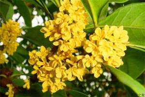 桂花介壳虫防治