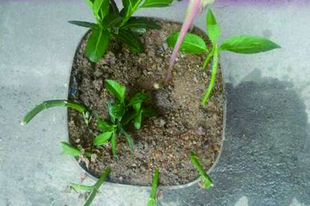 金银花 金银花