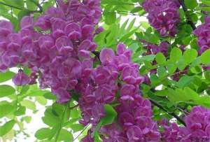 香花槐繁殖育苗