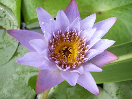 神秘又美丽的海尔芙拉 神秘又美丽的海尔芙拉