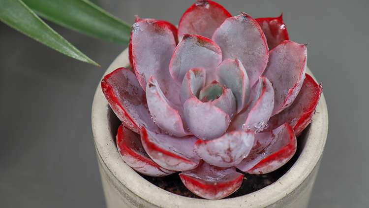 赫拉 Echeveria hera 赫拉 Echeveria hera