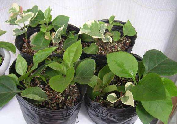 三角梅分植上盆 三角梅分植上盆