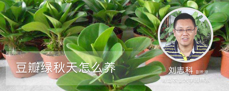 豆瓣绿秋天怎么养 豆瓣绿秋天怎么养