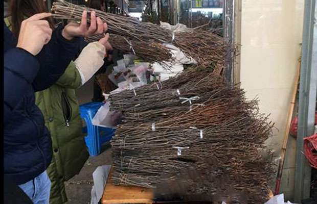 三圣万福花卉市场，商家售卖的野生兴安杜鹃.jpg