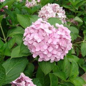 养八仙花的经验