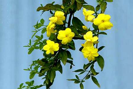 迎春花 迎春花