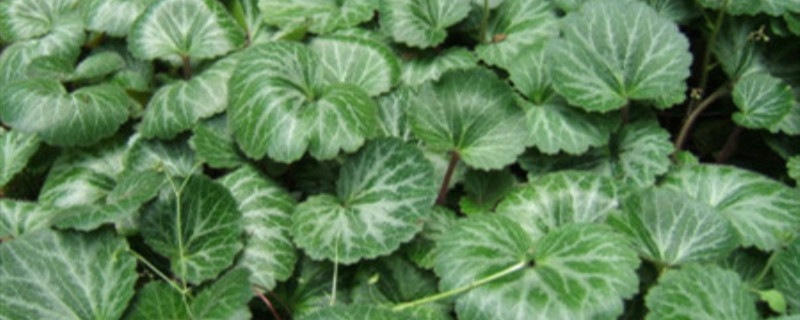 虎耳草怎么养 虎耳草怎么养