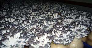 平菇栽培技术有哪些？