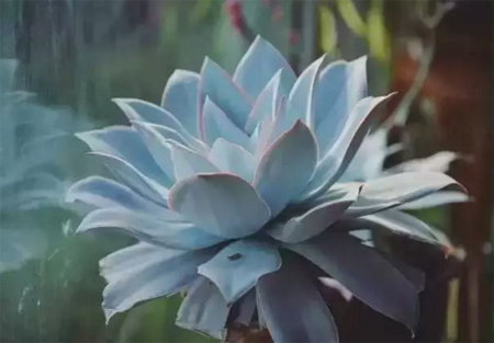 1527752763737908.png 五颜六色多肉种类盘点——白色系多肉植物