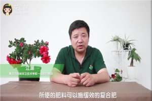 杜鹃花怎么施肥