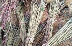 李子树种植前景如何-