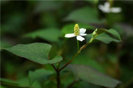 蕺菜 蕺菜