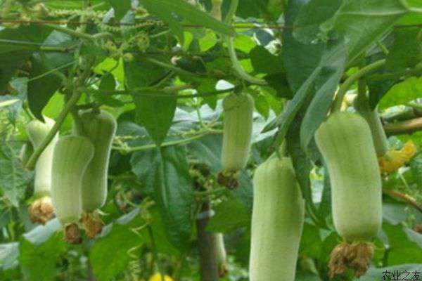 日光温室丝瓜种植技术