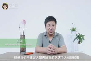 大丽花的根可以吃吗