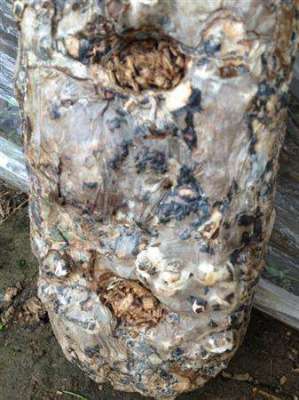 平菇栽培技术：平菇怎么防治绿霉？