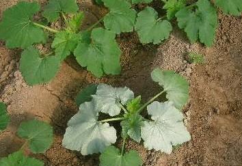 西葫芦银叶病与白粉病如何区别