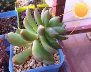 多肉植物长歪了怎么办？